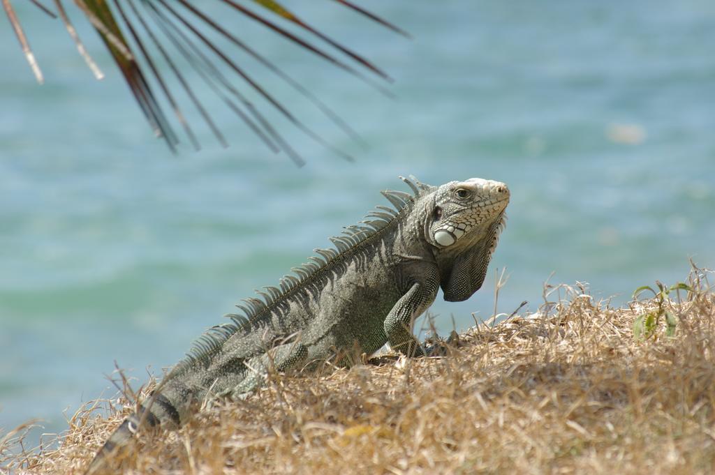 סן-פרנסואה Kaz Creole Aventure Tropicale Insolite, Fibre, Jardin Et Jacuzzi Prives מראה חיצוני תמונה